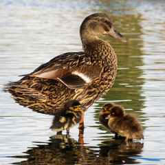 Mallard Anas platyrhynchos Costa Ballena Cadiz