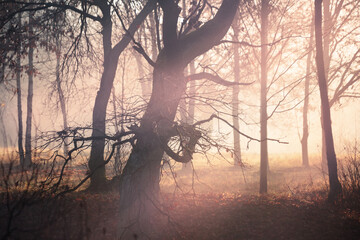 Tree trunks in late autumn in fog at dawn
