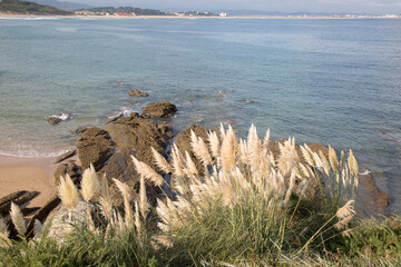 Reeds and Rocks at Loredo Beach; Santander