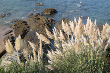 Reeds and Rocks on Coast, Loredo Beach; Santander