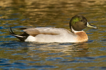 Mallard Northern Pintail hybrid Anas platyrhynchos x acuta Costa Ballena Cadiz