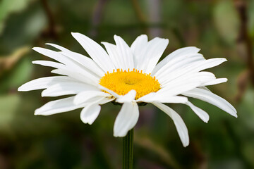 Obraz premium Naturaleza viva