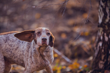 Beautiful hunting dog walks in the golden forest in November on a beautiful sunny day