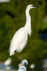 Little Egret Egretta garzetta Costa Ballena Cadiz