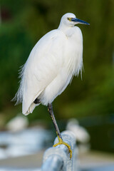 Little Egret Egretta garzetta Costa Ballena Cadiz
