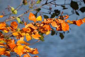 Zweig eines Baumes mit Herbstlaub