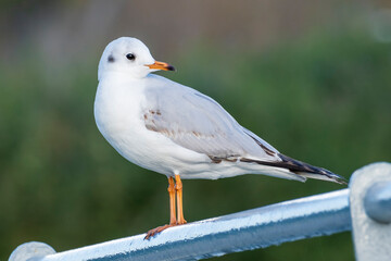 Black-headed Gull Chroicocephalus ridibundus Costa Ballena Cadiz