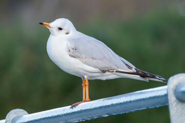 Black-headed Gull Chroicocephalus ridibundus Costa Ballena Cadiz