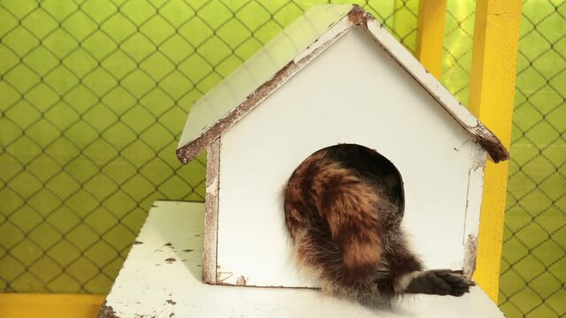Beautiful funny raccoon is sitting sleepy in a wooden house, mink. Pet looking directly at the camera. Spring summer theme background. Head of coon inside small building shape home park.