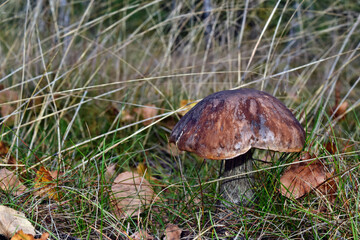 Leccinum scabrum mushroom