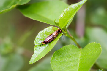 Ein Ohrenkäfer, Ohrenkneifer auf dem Blatt eines Strauches.