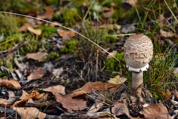 One edible parasol mushroom is growing in the forest