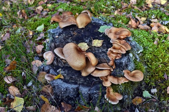 Mushroom panus conchatus lentinus