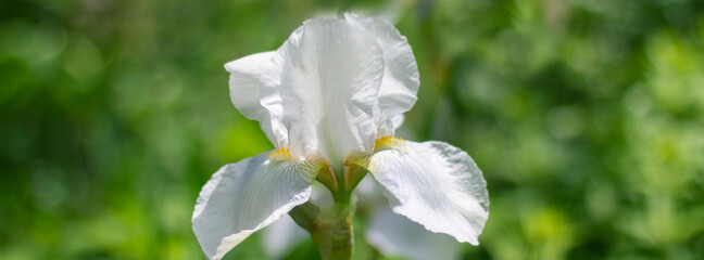 Beautiful iris flowers grow in the garden.