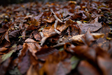 colorful pile of leaves on the ground in a beautiful autumn forest