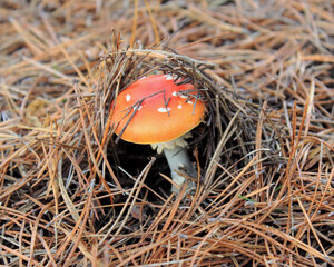 Fliegenpilz versteckt unter Kiefernnadeln