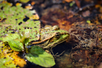 Ein grüner Teichfrosch wunderbar gut getarnt am Rand eines Teiches.