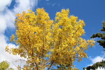 Fototapeta premium Beauty Of Autumn, Gold Bar Park, Edmonton, Alberta