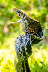 Gonyosoma oxycephalum, known commonly as the arboreal ratsnake, the red-tailed green ratsnake, and the red-tailed racer