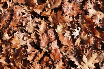 autumn background of fallen leaves on the ground. Background of dry autumn brown leaves