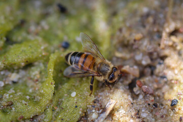 Eine Nahaufnahme einer Biene, einer Honigbiene.