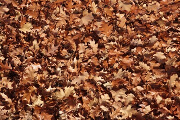 autumn background of fallen leaves on the ground. Background of dry autumn brown leaves