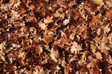 autumn background of fallen leaves on the ground. Background of dry autumn brown leaves