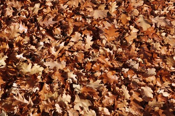 autumn background of fallen leaves on the ground. Background of dry autumn brown leaves