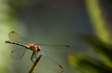 Naturaleza viva