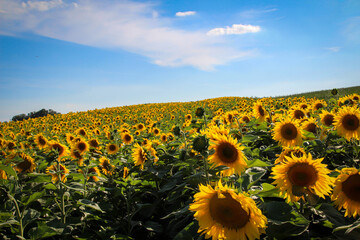 Wunderschöne Sonnenblumen auf einem Feld.