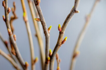 Currant branches with small buds in early spring, spring garden