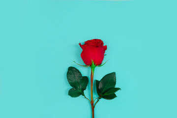 Fresh red roses on light blue background. Red and light blue floral backdrop.