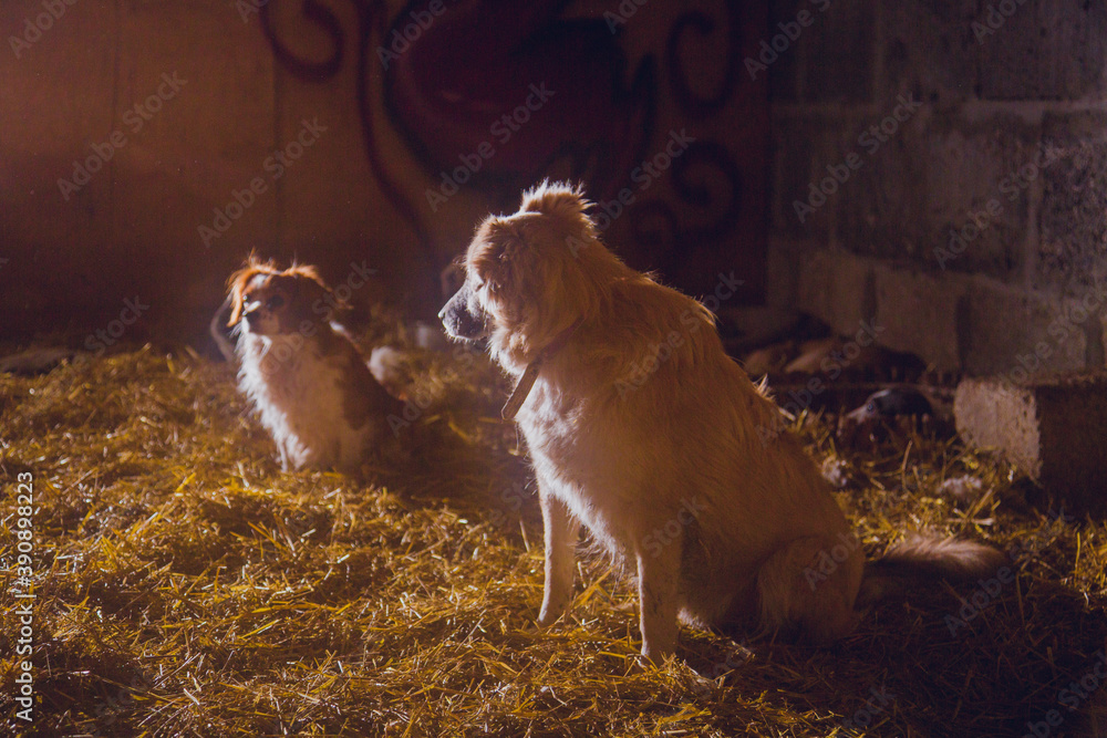 Poster Dog at night by the light of a lantern