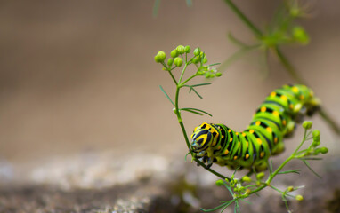 Naturaleza viva