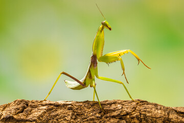 the green praying mantis