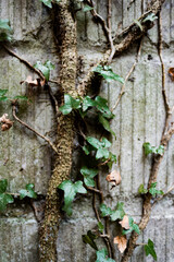 plant called ivy that climbs up a brick wall in a gloomy and dark fores