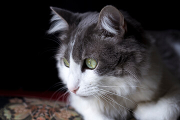 gatos dom&eacute;sticos