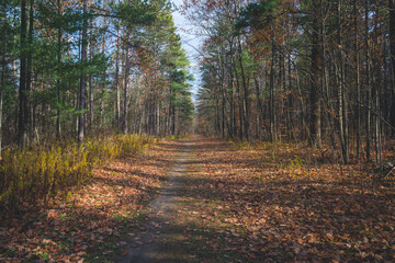 Aerial Scenic View of a Forest Landscape and Numerous Trees with Vibrant Colors
