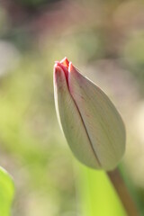 Obraz premium Bourgeon