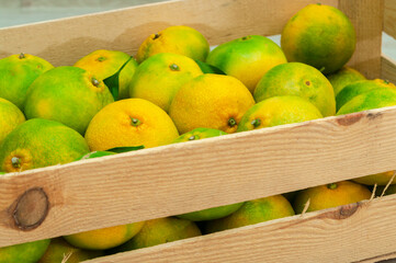 Green ripening freshly plucked tangerine in a wooden box before shipping to the market.
