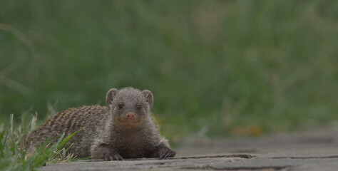 cute banded mongoose on ground looking at camera