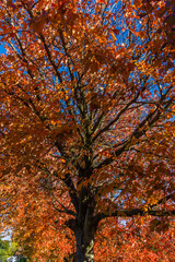 Fall Colors Scene