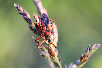 Eine Nahaufnahme einer Wanze auf einer Pflanze.