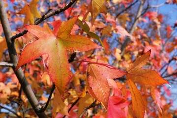 Autumn foliage: five-pointed red leaves on the tree