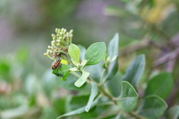 metallic bugs on the leaves