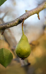 Eine reife Birne hängt an einem Birnenbaum.