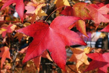 Autumn foliage: five-pointed red leaves on the tree