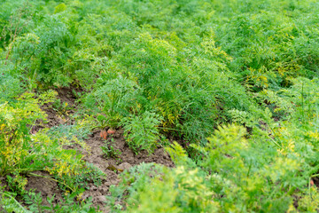Obraz premium Karotten-Anbau, Möhren-Feld