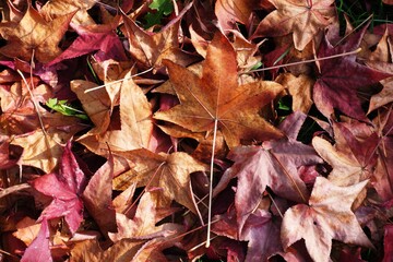 autumn background of fallen leaves on the ground. Background of dry autumn brown leaves