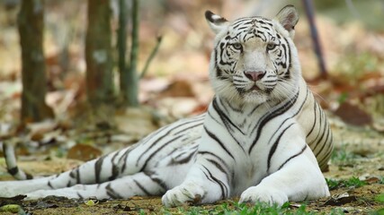 природа и животные